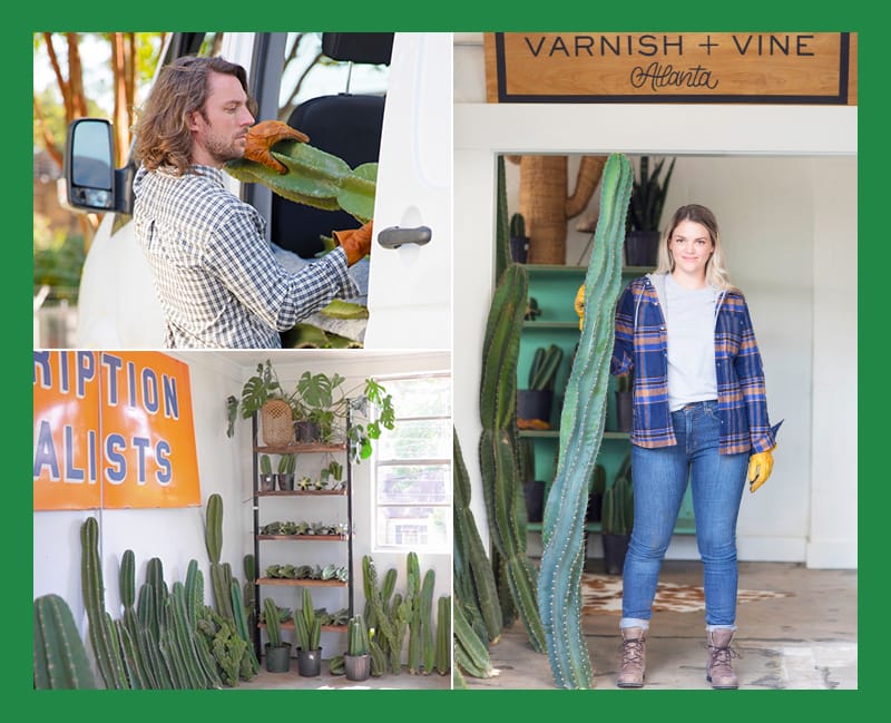 Varnish & Vine carry cacti of all sizes.