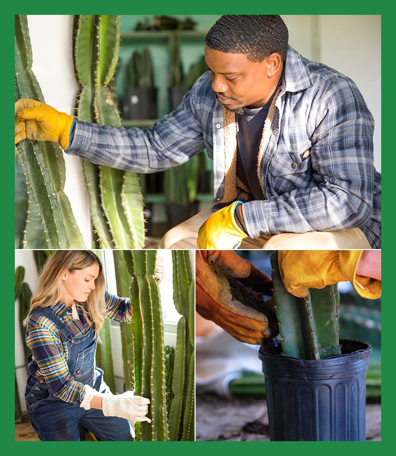 The team handles the cacti with care.